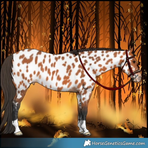 Horse Color:Bay Appaloosa 