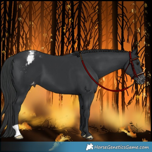 Horse Color:Black Appaloosa 