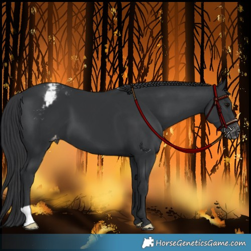 Horse Color:Black Appaloosa 