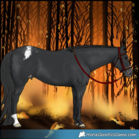 Horse Color:Black Appaloosa