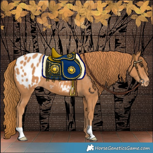 Horse Color:Chestnut Appaloosa 