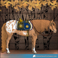 Horse Color:Chestnut Appaloosa 