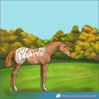 Horse Color:Chestnut Appaloosa 