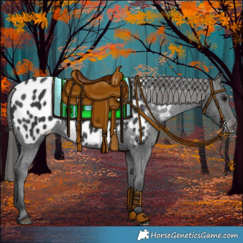 Horse Color:Black Appaloosa 