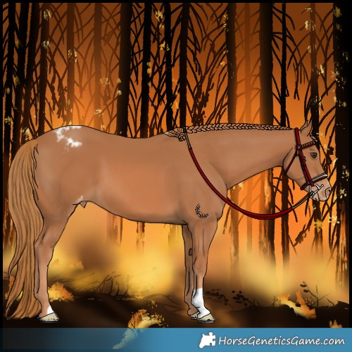 Horse Color:Chestnut Appaloosa