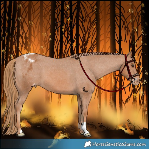 Horse Color:Chestnut Appaloosa 