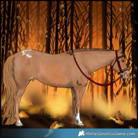 Horse Color:Chestnut Appaloosa