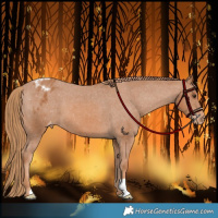 Horse Color:Chestnut Appaloosa 
