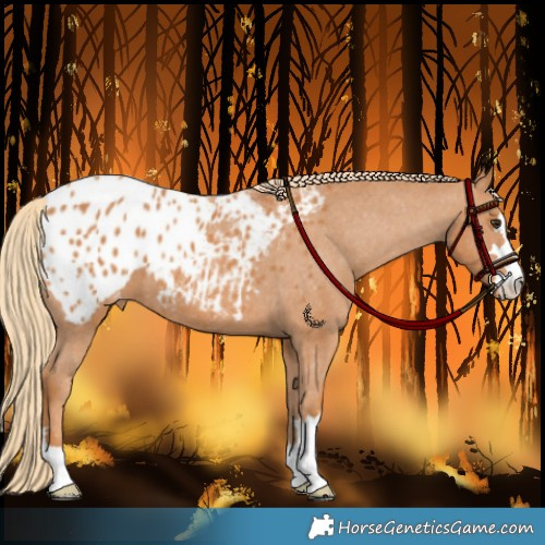 Horse Color:Chestnut Appaloosa 