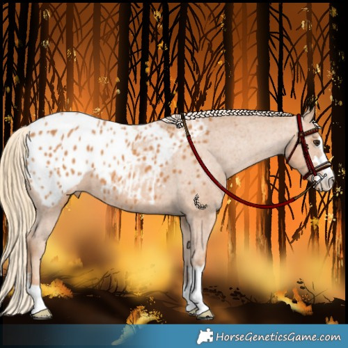 Horse Color:Chestnut Appaloosa 