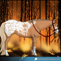 Horse Color:Chestnut Appaloosa 