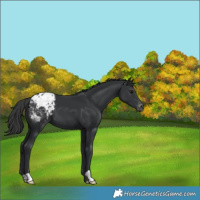 Horse Color:Black Appaloosa