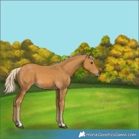 Horse Color:Palomino
