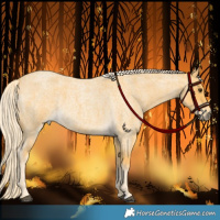 Horse Color:Palomino Roan 