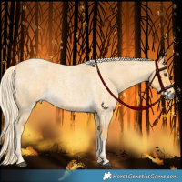 Horse Color:Palomino Roan 