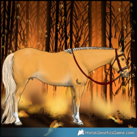 Horse Color:Palomino 