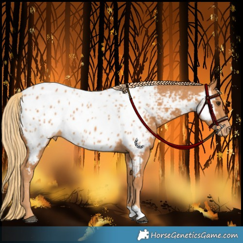 Horse Color:Chestnut Appaloosa