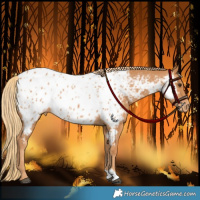 Horse Color:Chestnut Appaloosa