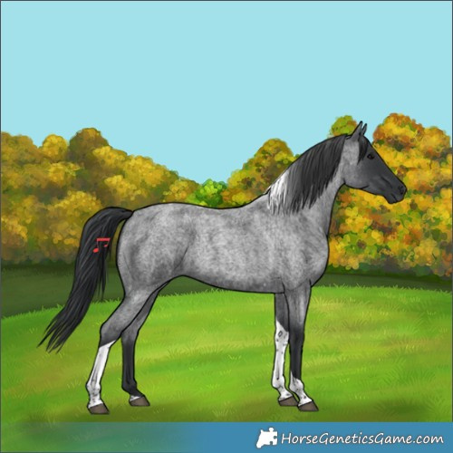 Horse Color:Blue Roan Tobiano 