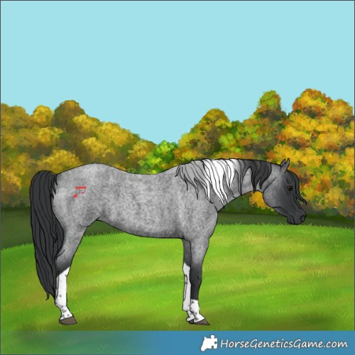 Horse Color:Blue Roan Tobiano 