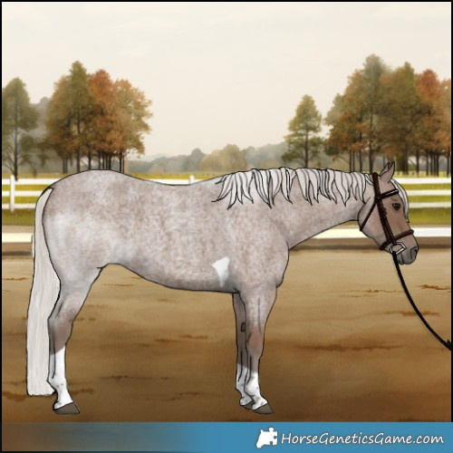 Horse Color:Silver Blue Roan Tobiano 