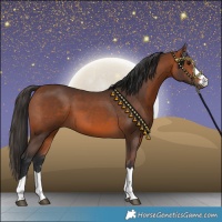 Horse Color:Bay 