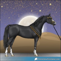 Horse Color:Black 