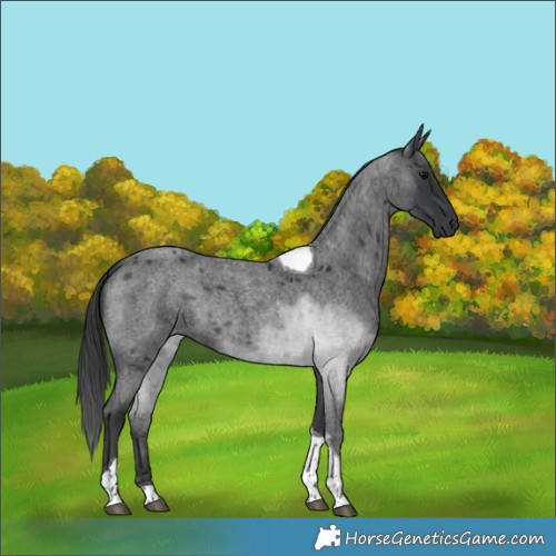 Horse Color:Blue Roan Tobiano 