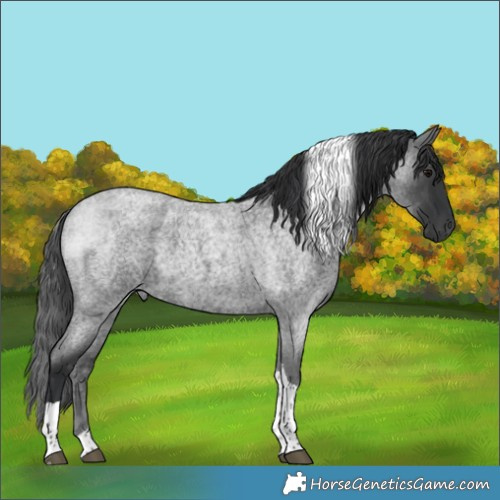 Horse Color:Blue Roan Tobiano