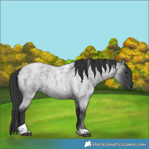 Horse Color:Blue Roan Tobiano 