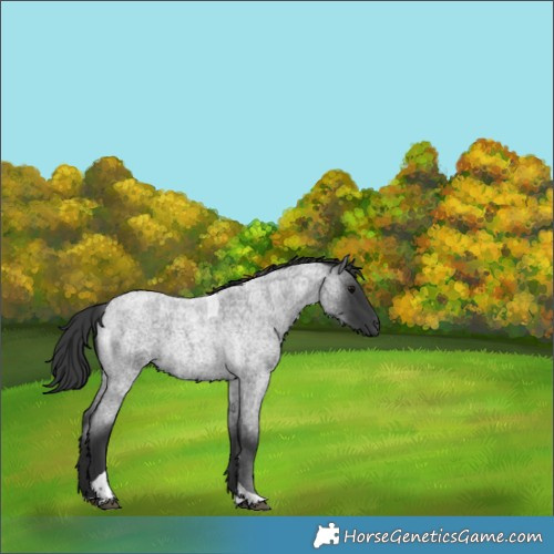 Horse Color:Blue Roan Tobiano 