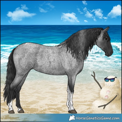 Horse Color:Blue Roan Tobiano 