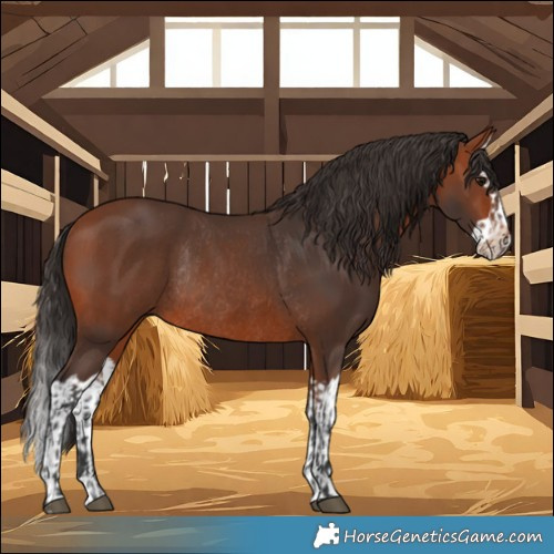 Horse Color:Bay Rabicano  and Bay Splash Rabicano 