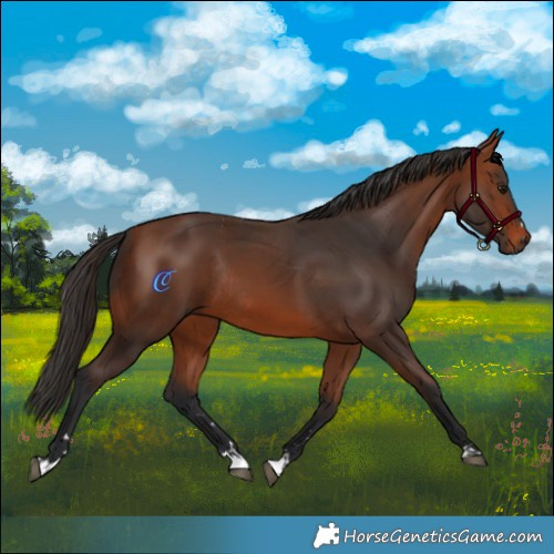 Horse Color:Bay Rabicano  and Bay Rabicano 
