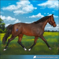 Horse Color:Bay Rabicano  and Bay Rabicano 