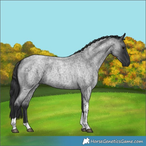 Horse Color:Blue Roan Tobiano
