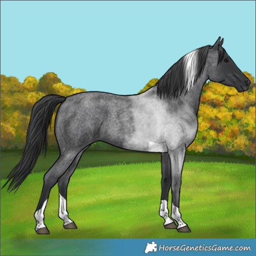 Horse Color:Blue Roan Tobiano 