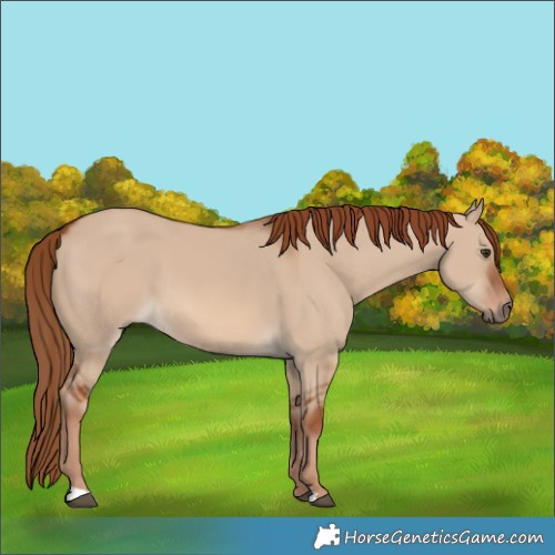 Horse Color:Red Dun 