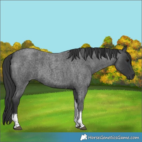 Horse Color:Blue Roan Tobiano