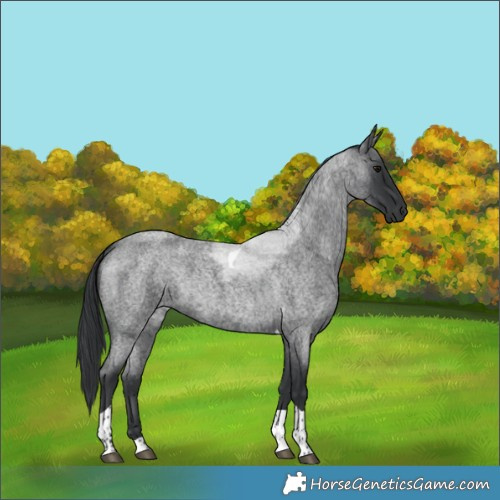 Horse Color:Blue Roan Tobiano