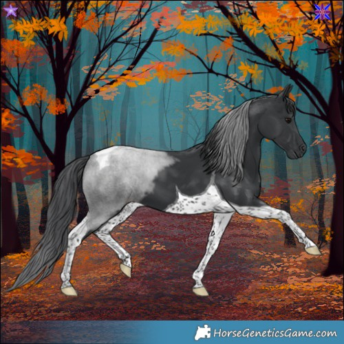 Horse Color:Black Tobiano