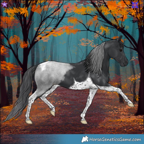 Horse Color:Black Tobiano 