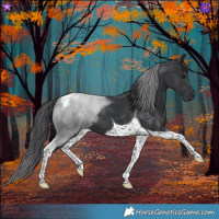 Horse Color:Black Tobiano
