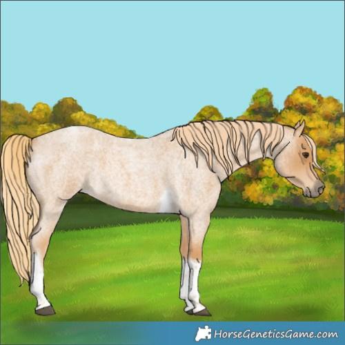 Horse Color:Red Roan Tobiano 