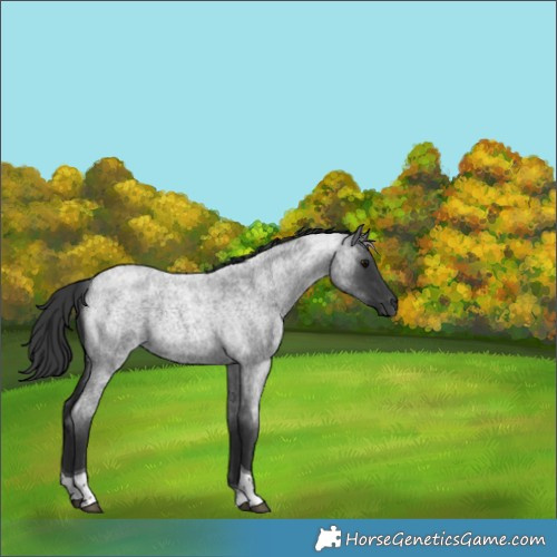 Horse Color:Blue Roan Tobiano 