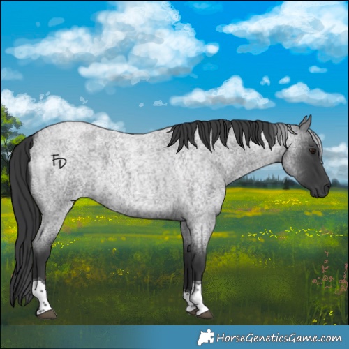 Horse Color:Blue Roan Tobiano 