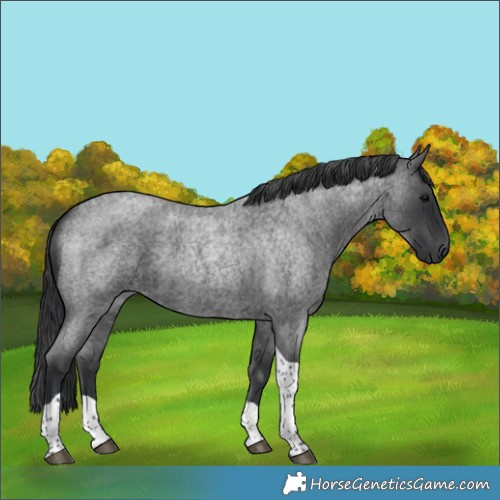 Horse Color:Blue Roan Tobiano