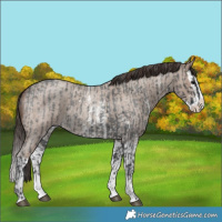 Horse Color:Blue Roan Sabino Splash  and Classic Champagne Roan Sabino Splash 