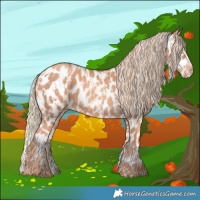 Horse Color:Gold Champagne Appaloosa and Gold Champagne Appaloosa Rabicano