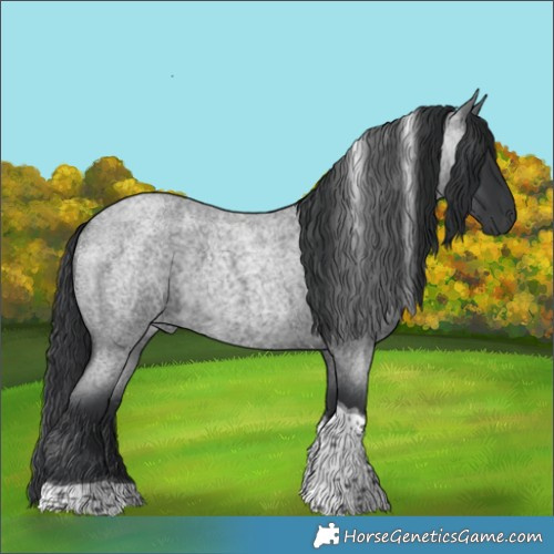 Horse Color:Blue Roan Tobiano 